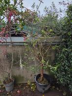 Olijfboom, Tuin en Terras, Planten | Bomen, Ophalen, Olijfboom
