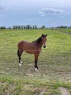 Jaarling ruin te koop, Dieren en Toebehoren, Gechipt, Ruin, 0 tot 2 jaar, 170 tot 175 cm