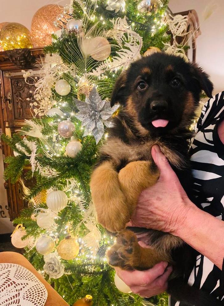 Zalige Duitse Herder pups bij ons thuis op de boerderij, Dieren en Toebehoren, Honden | Herdershonden en Veedrijvers, Meerdere dieren