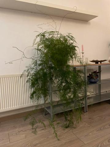 Grande plante d'intérieur : fougère asperge, Enlèvement