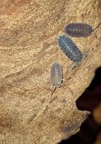 Porcellio echinatus