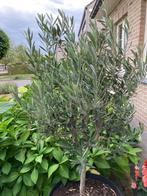 Olijfboom, Tuin en Terras, Lente, 100 tot 250 cm, Olijfboom, Ophalen