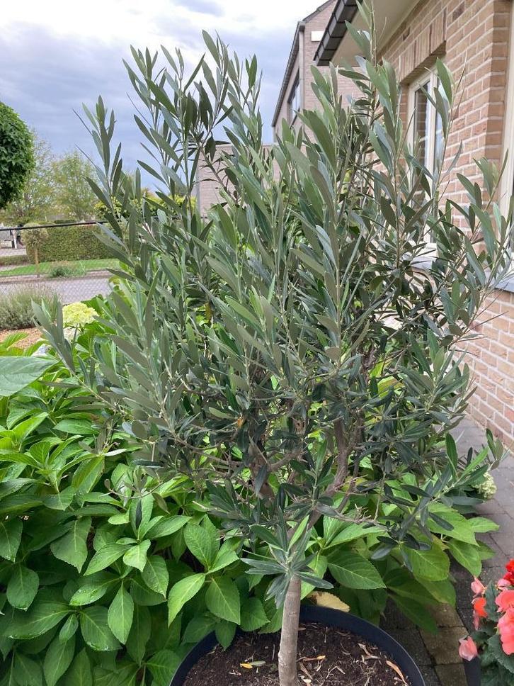 Olijfboom, Tuin en Terras, Planten | Bomen, Olijfboom, 100 tot 250 cm, Volle zon, Lente, In pot, Ophalen