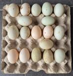 Broedeieren Loopeenden