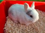 Jonge leeuwenkopjes konijntjes 8 weken oud, Dieren en Toebehoren