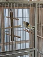 Bont koppel kanaries te koop, Dieren en Toebehoren, Vogels | Kanaries, Meerdere dieren, Kleurkanarie