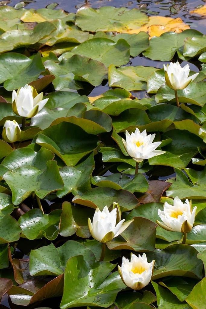 Plante pour étang, Jardin & Terrasse, Étangs, Enlèvement, Utilisé