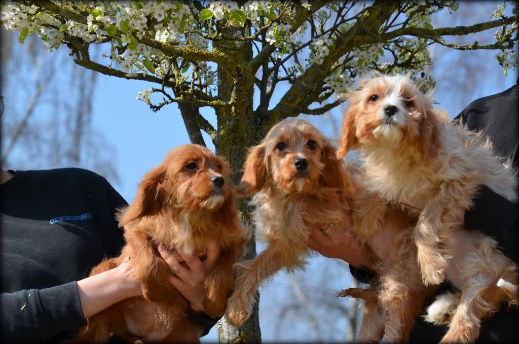 Chiots Cavapoo, Animaux & Accessoires, Chiens | Chihuahuas & Chiens de compagnie, Plusieurs animaux, Autres races, Éleveur | Professionnel