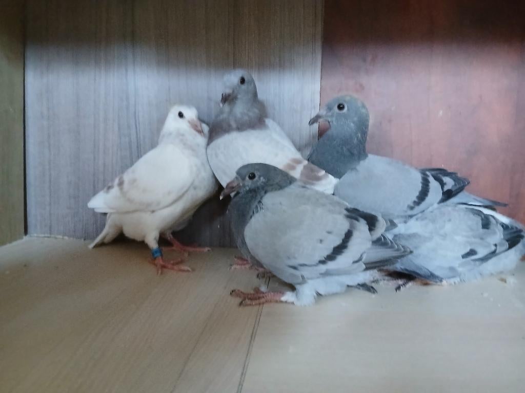 reisduiven, Dieren en Toebehoren, Meerdere dieren, Postduif