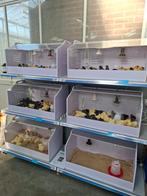 Kuikens van marans, cream legbar olive legger, hennetjes