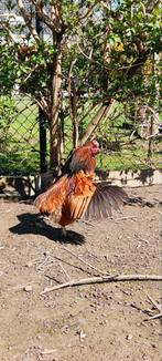 Prachtig klein tam haantje, Dieren en Toebehoren, Pluimvee, Mannelijk, Kip