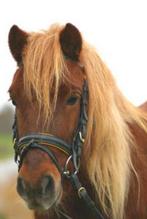 Leuke, lieve en betrouwbare kinderpony!, Dieren en Toebehoren, Merrie, Met stamboom, A pony (tot 1.17m), 11 jaar of ouder