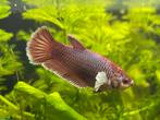 Betta Salamender Dumbo femelle, Dieren en Toebehoren, Vissen | Aquariumvissen
