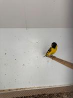 Topaas zwartkop sijs man, Dieren en Toebehoren, Mannelijk, Tropenvogel