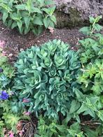 Sedum nu plantmoment, Tuin en Terras, Ophalen of Verzenden