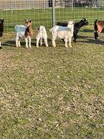 Geitjes lammetjes, Dieren en Toebehoren, Meerdere dieren, Geit, 0 tot 2 jaar