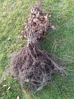 Fagus sylvatica (beuk), Tuin en Terras, Ophalen, Beukenhaag, Haag, Minder dan 100 cm