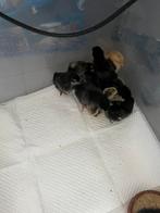 Poussins 10 & 11 mars, principalement des couches de couleur