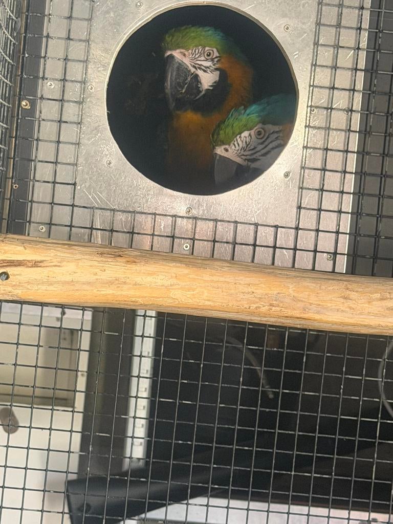 Kweekkoppel Ara’s van 2019, Perroquet