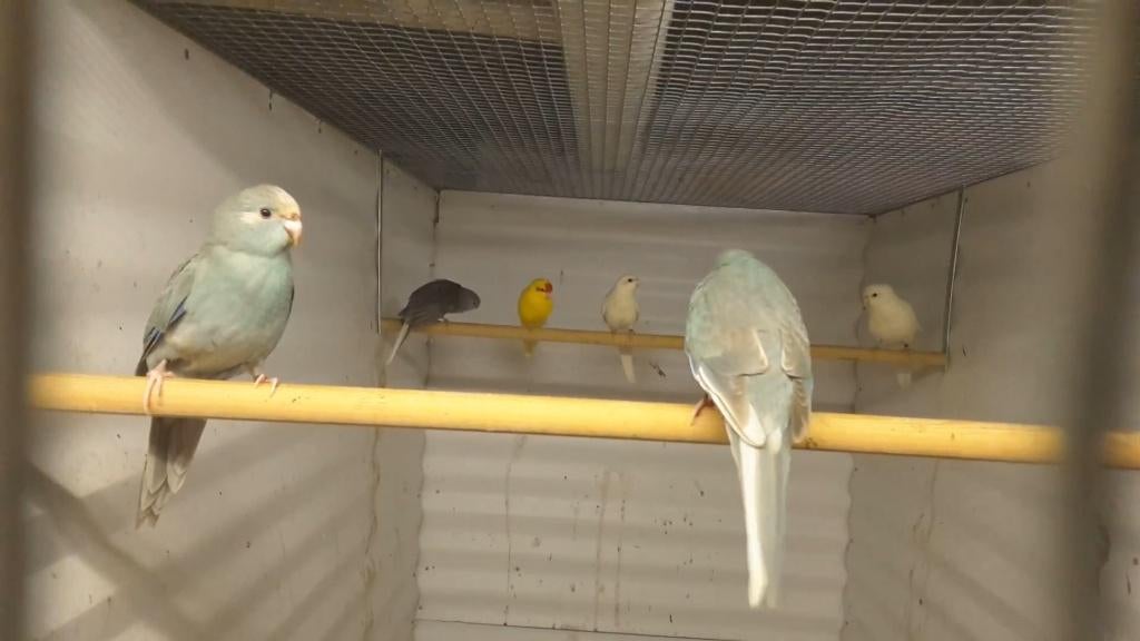 Kakariki blgezoomd en blcin mannen 25, Dieren en Toebehoren, Vogels | Parkieten en Papegaaien, Mannelijk, Parkiet, Geringd