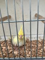 LAATSTE VALKPARKIETEN 2026: HANDTAM TE MAKEN, Geslacht onbekend, Parkiet