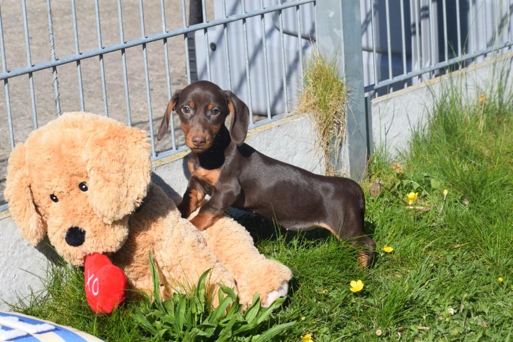 Les chiots teckel choisissent leur couleur, Poils courts, Hépatite contagieuse (maladie de Rubarth), Plusieurs, Nain