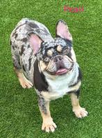 Prachtig blue merle tan teefje 2j oud, Animaux & Accessoires, Chiens | Bouledogues, Pinschers & Molossoïdes, 1 à 2 ans, Hépatite contagieuse (maladie de Rubarth)