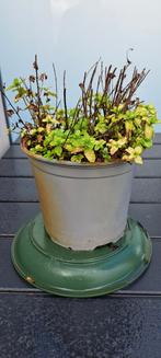 herbe à la menthe à vendre 5 euros., Jardin & Terrasse, Enlèvement