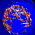 SUPER WEEKEND ACTIE: Hiroi Tosai 18-24cm  €35,- 3 voor €90, Karper of Koi