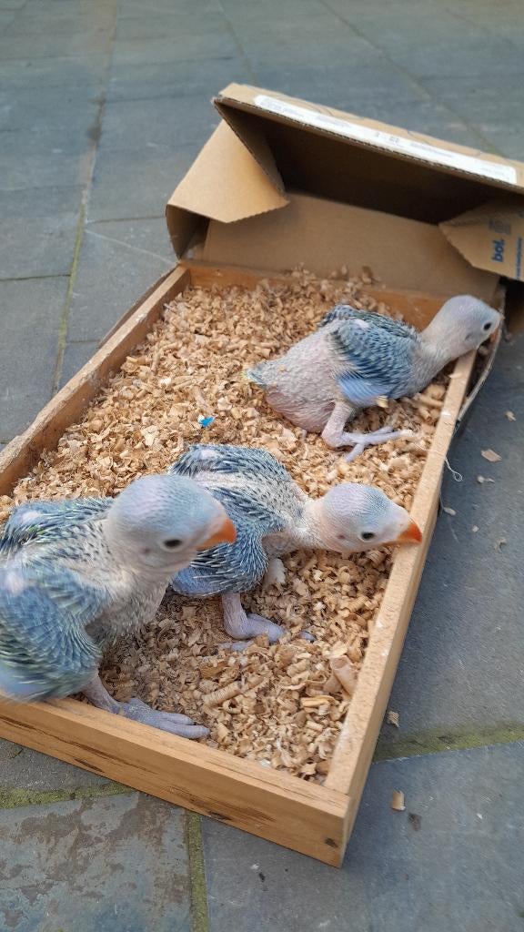 Collier pour perruche, Animaux & Accessoires, Perruche, Bagué