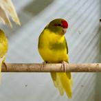 Kakariki, Animaux & Accessoires, Oiseaux | Perruches & Perroquets, Plusieurs animaux, Perruche, Bagué
