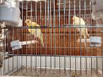 Canaris frisé du sud, Animaux & Accessoires, Autres accessoires pour animaux, Enlèvement ou Envoi