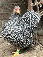 Wyandotte kriel gestreept, Dieren en Toebehoren, Pluimvee