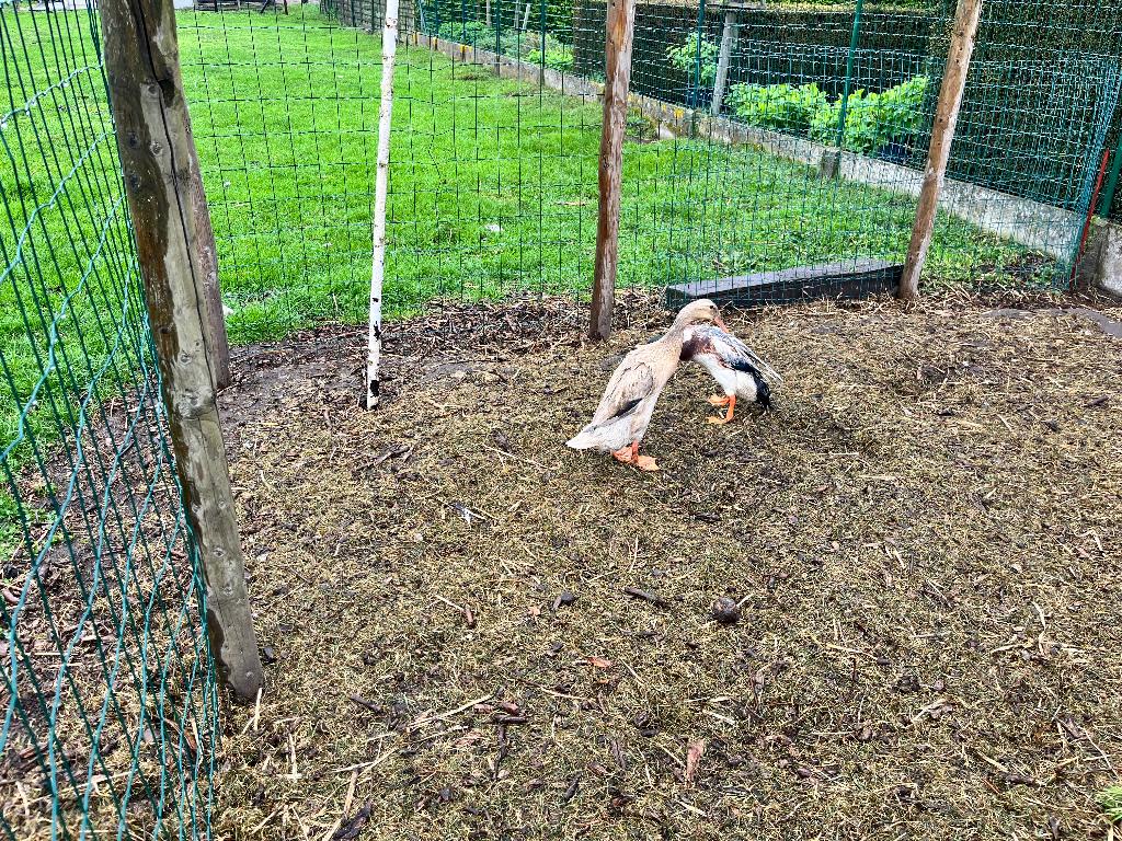 4 Indische loopeend, Dieren en Toebehoren, Pluimvee, Meerdere dieren, Eend