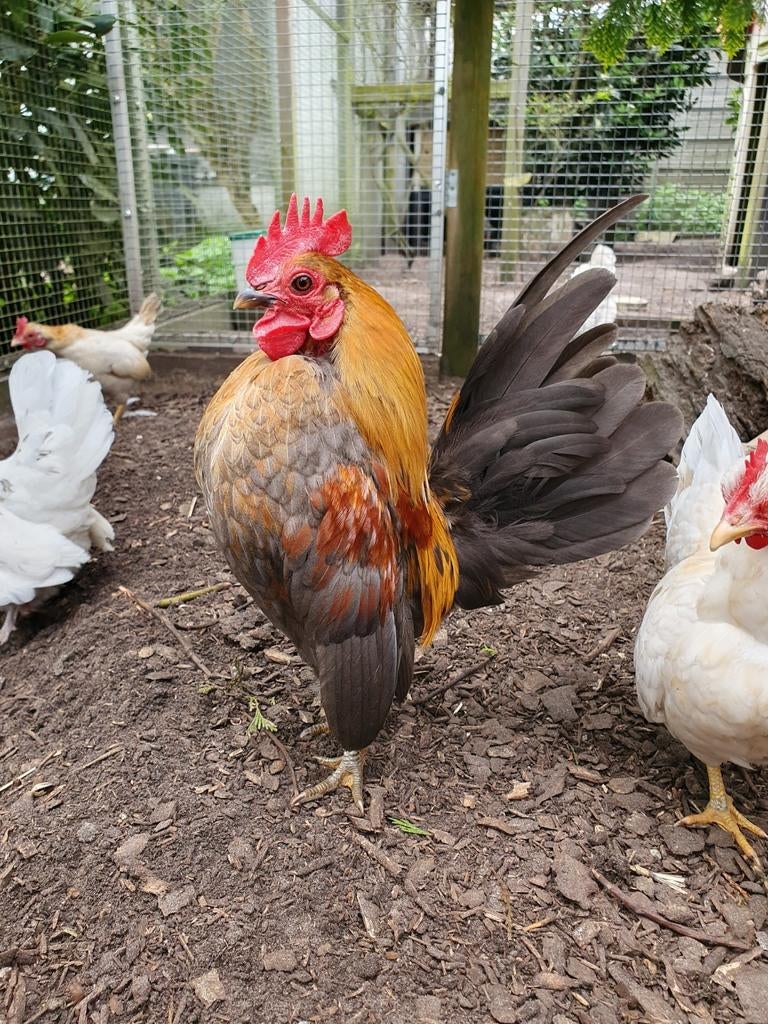 serama haan, Dieren en Toebehoren, Pluimvee