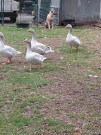 Frankische ganzen, Dieren en Toebehoren, Pluimvee