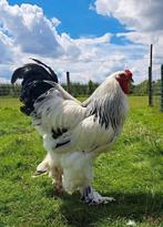 Trio/koppels - brahma - wit zwart columbia, Dieren en Toebehoren, Pluimvee, Meerdere dieren, Kip