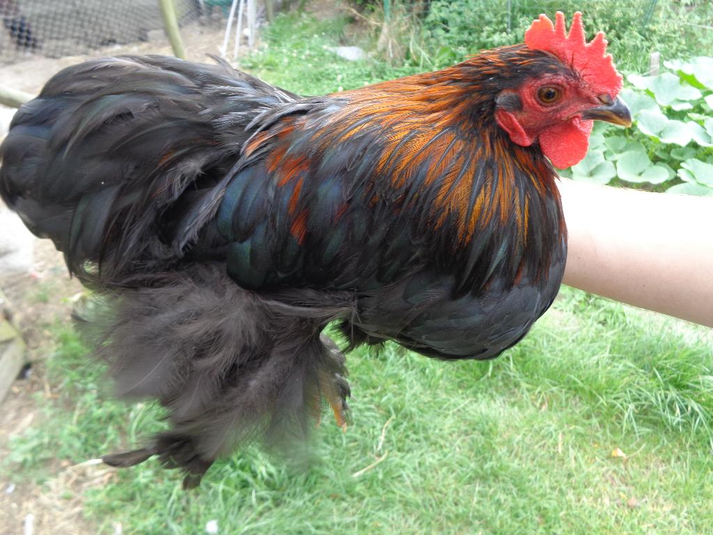 Entraîneur Kriel Haantje, Animaux & Accessoires, Mâle, Poule ou poulet