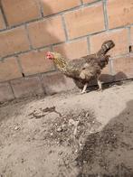 Legkippen (ayam cemani is in de rui), Femelle, Poule ou poulet