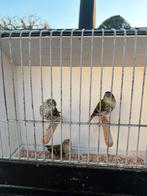 Sijzen, Dieren en Toebehoren, Vogels | Overige Vogels