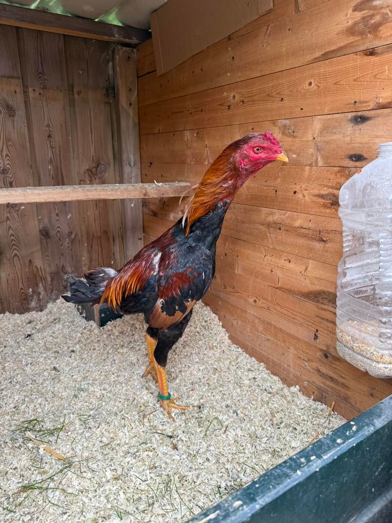 Shamo Hint Brasil, Dieren en Toebehoren