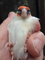 Een bonte agaat distelvink man, Mannelijk, Wildzangvogel, Geringd