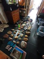 Heel erg grote partij terrariumaccessoires, Dieren en Toebehoren, Ophalen, Gebruikt, Terrarium of Paludarium