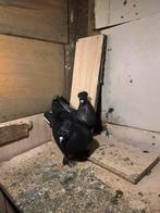 Pigeon duiven sur charleroi, Animaux & Accessoires