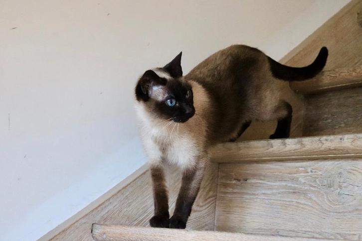 Traditionele (thai) siamee zoekt gouden mandje, Dieren en Toebehoren, Katten en Kittens | Raskatten | Korthaar, Poes, 3 tot 5 jaar