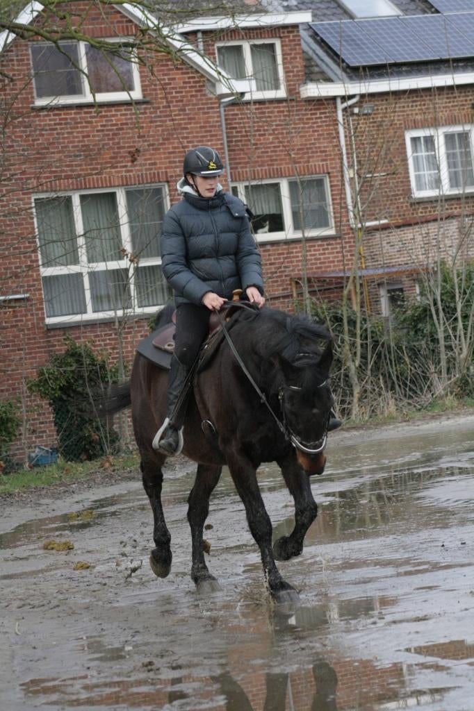 RECREATIE PAARD., Gechipt, Ruin, Niet van toepassing, 160 tot 165 cm