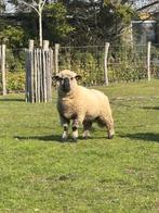 Hampshire Down ram te koop, Dieren en Toebehoren, Schapen, Geiten en Varkens, Mannelijk, Schaap, 0 tot 2 jaar