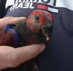 Jonge edelpapegaai (2x pop), Geringd