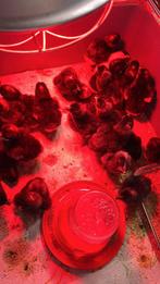 Kuikens te koop, Dieren en Toebehoren, Pluimvee