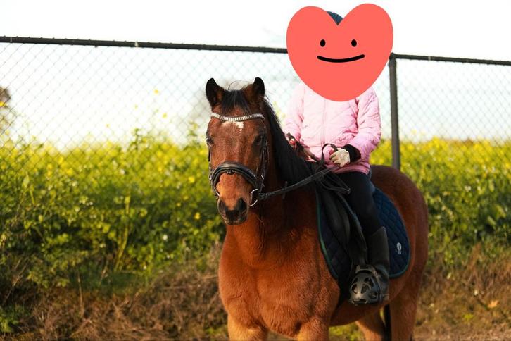 Super Lieve Kinderpony – Welsh, Dieren en Toebehoren, Pony's, Ruin